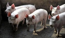 湛江猪价最新爆料,涨跌互现，市场行情揭秘