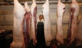 湛江猪价最新爆料,涨跌互现，市场行情揭秘